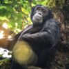 The Gorilla and Chimpanzee Trekking Adventure in Uganda