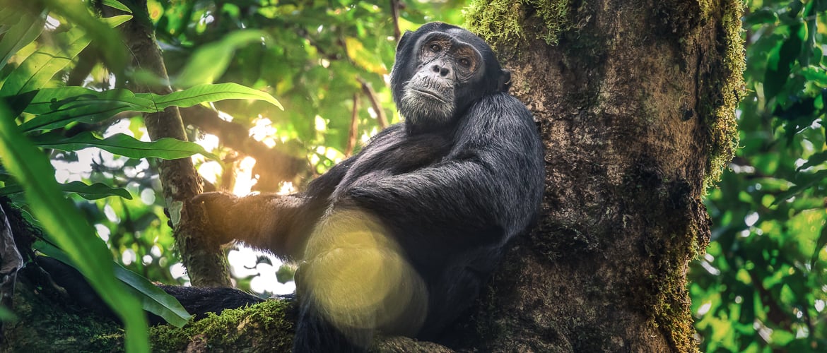 The Gorilla and Chimpanzee Trekking Adventure in Uganda