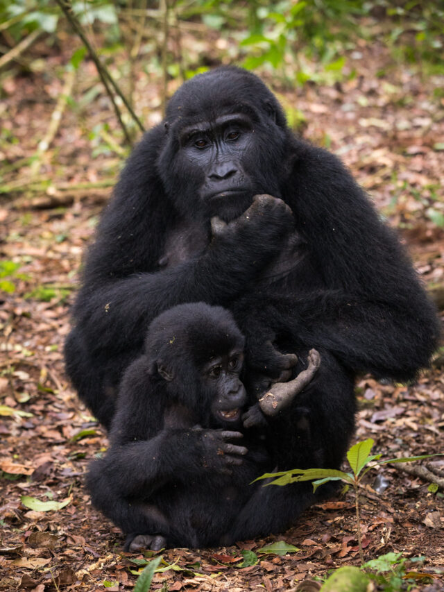 Inside Gorilla Families: Bonds, Hierarchies & Jungle Life