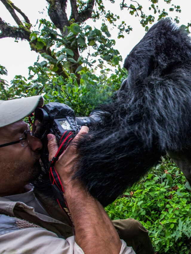 Touched by a Wild Gorilla: An Unforgettable Encounter