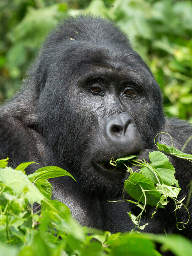Face to Face With a Silverback: The Wild Encounter You’ll Never Forget