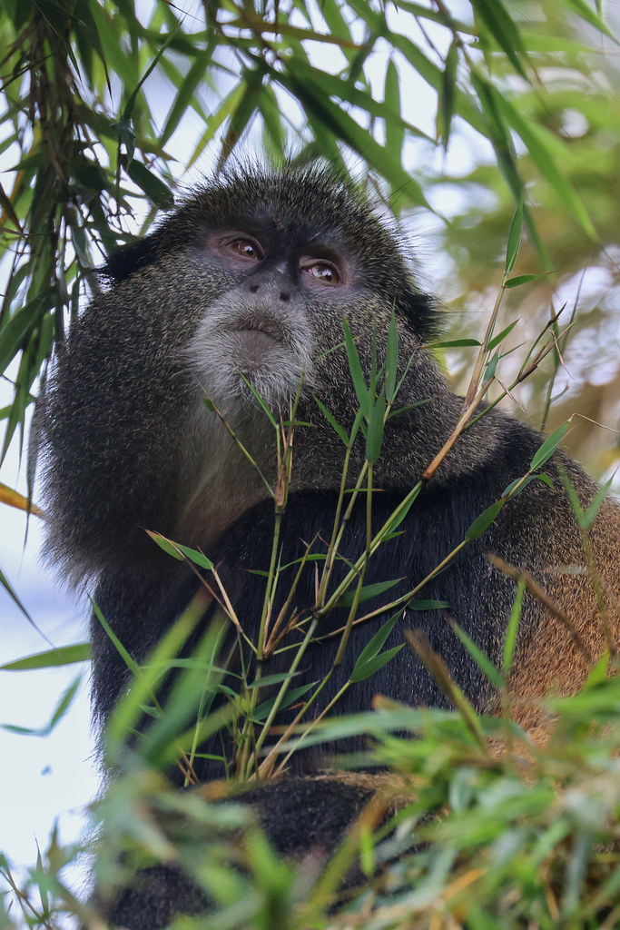 About Us 8 golden monkey
