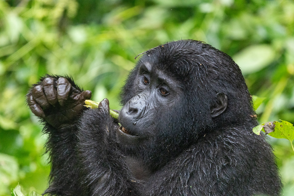 About Us 4 gorilla guide