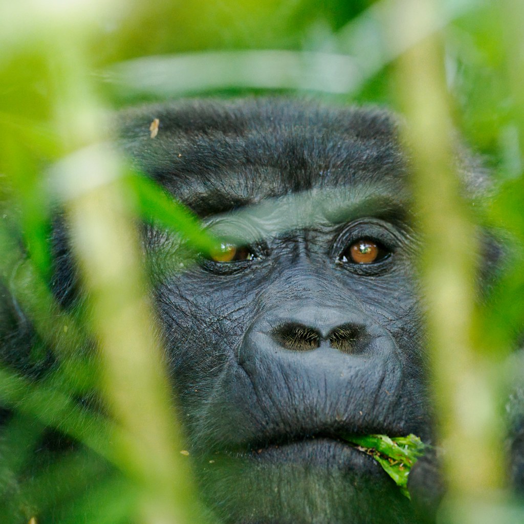 About Us 6 gorilla tracking