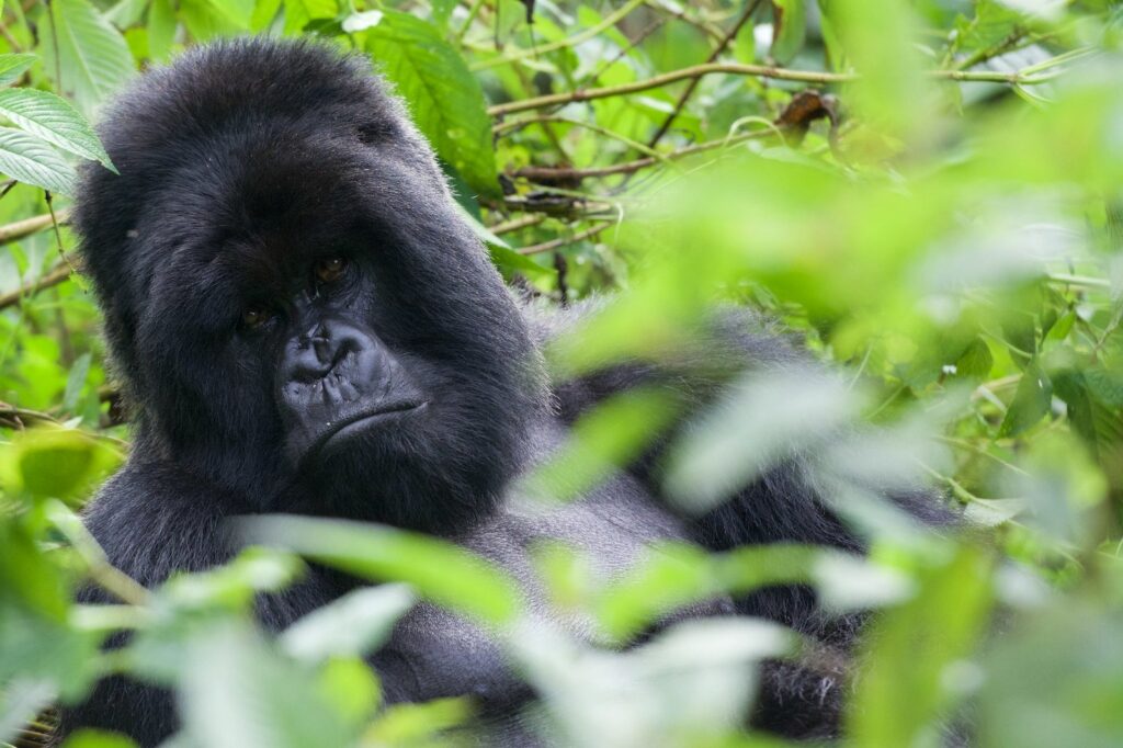 height of gorilla