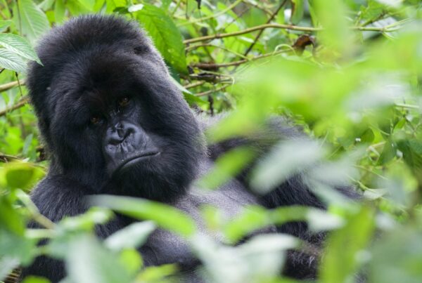 height of gorilla
