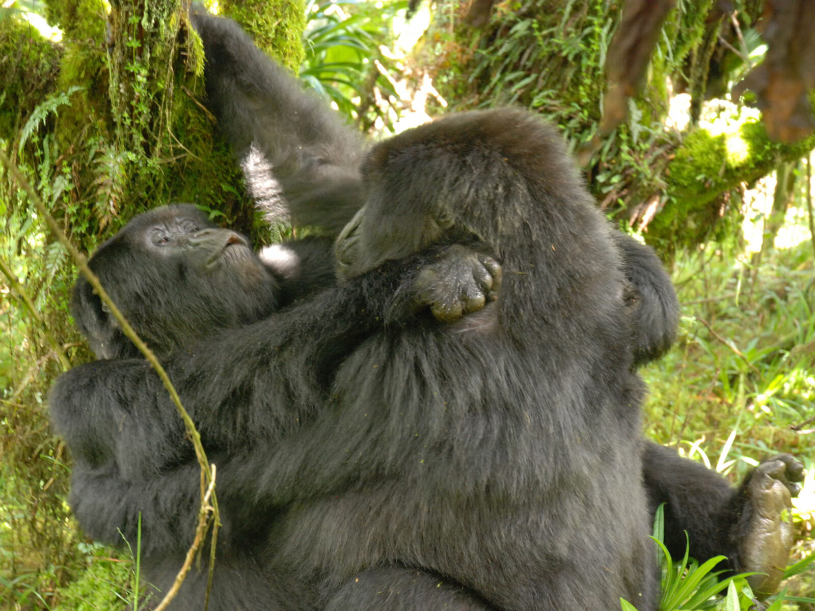 Gorilla Sex