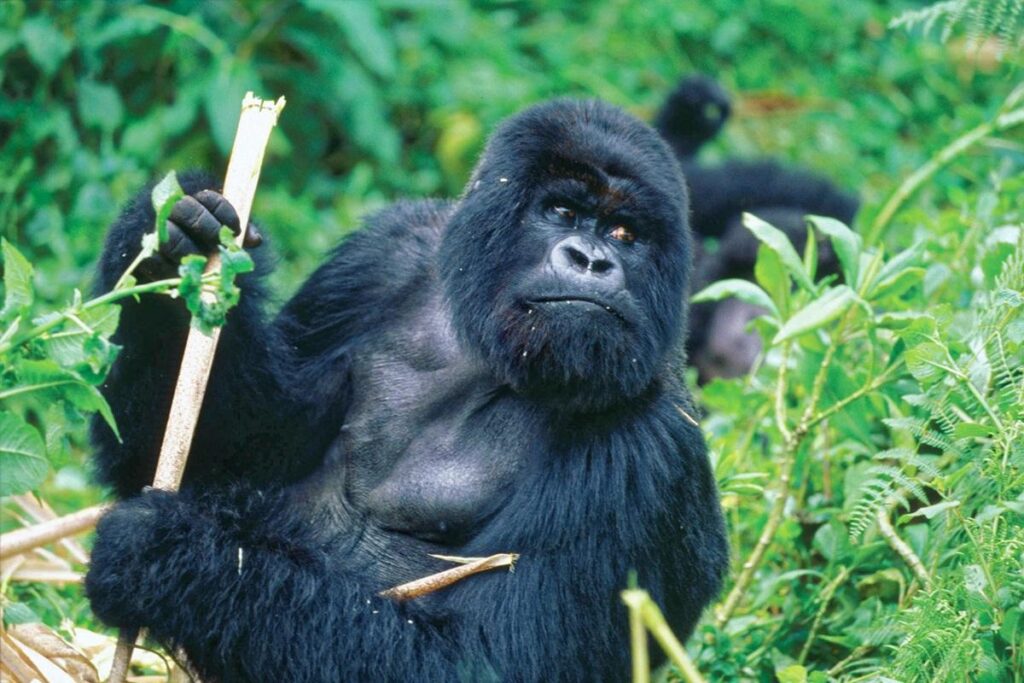 Silverback mountain gorilla holding a bamboo stem in Bwindi