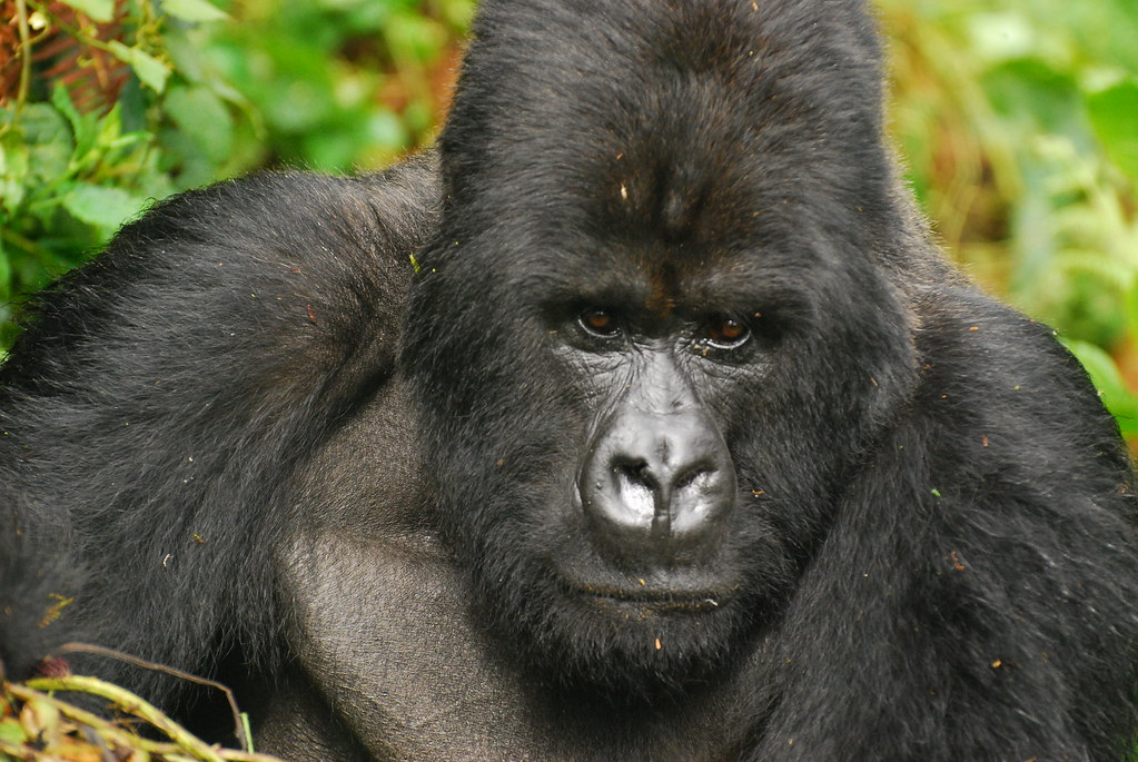 Silverback Gorilla Size