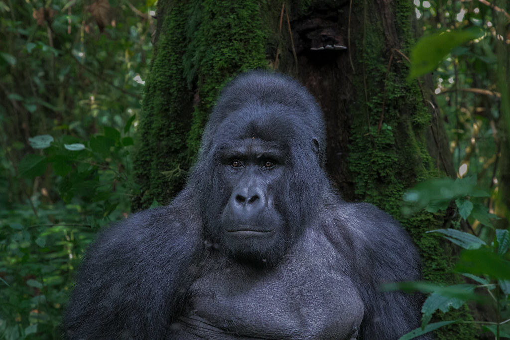 Silverback Gorilla Size
