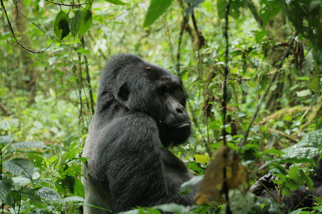 Silverback Gorilla Size