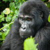 1-Day Gorilla Trekking in Uganda