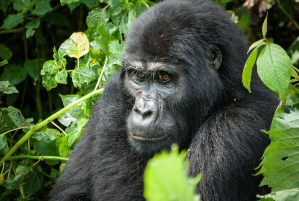 1-Day Gorilla Trekking in Uganda