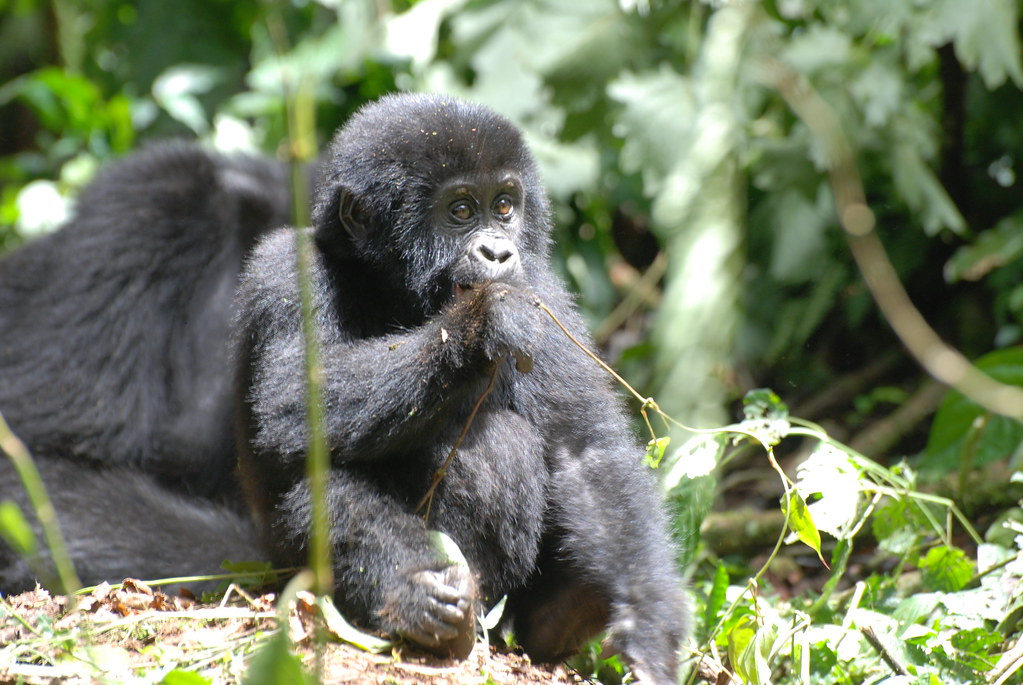 1 Day Gorilla Trekking in Uganda