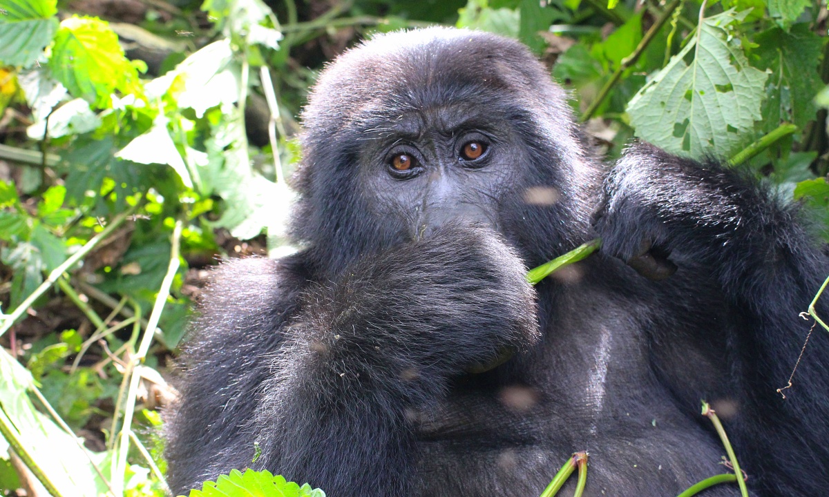 5 Reasons You Need to See Gorillas in Uganda
