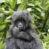 5 Reasons You Need to See Gorillas in Uganda 2