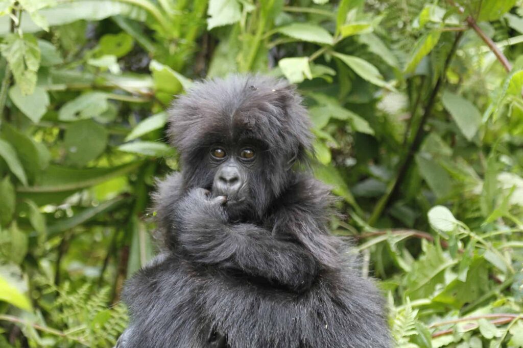 5 Reasons You Need to See Gorillas in Uganda 2