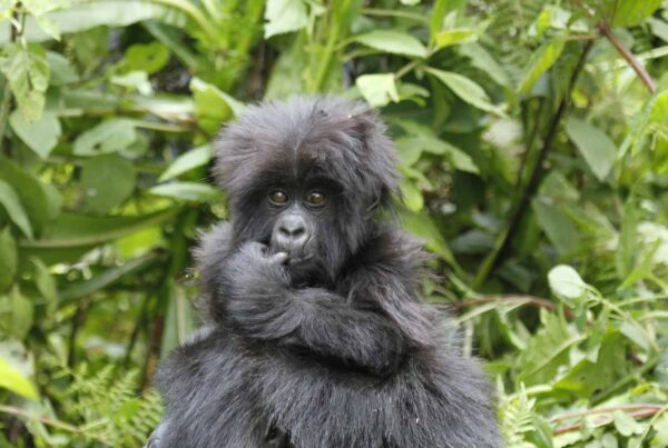 5 Reasons You Need to See Gorillas in Uganda 2