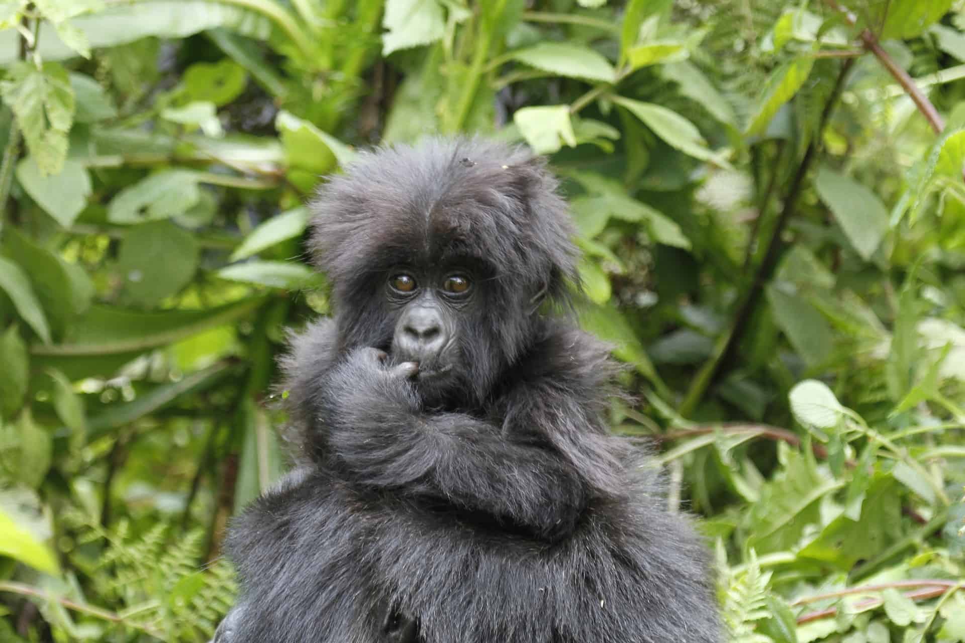 5 Reasons You Need to See Gorillas in Uganda