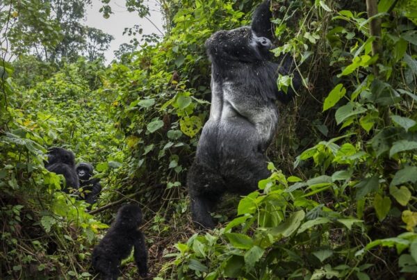 African Summer Bucket List