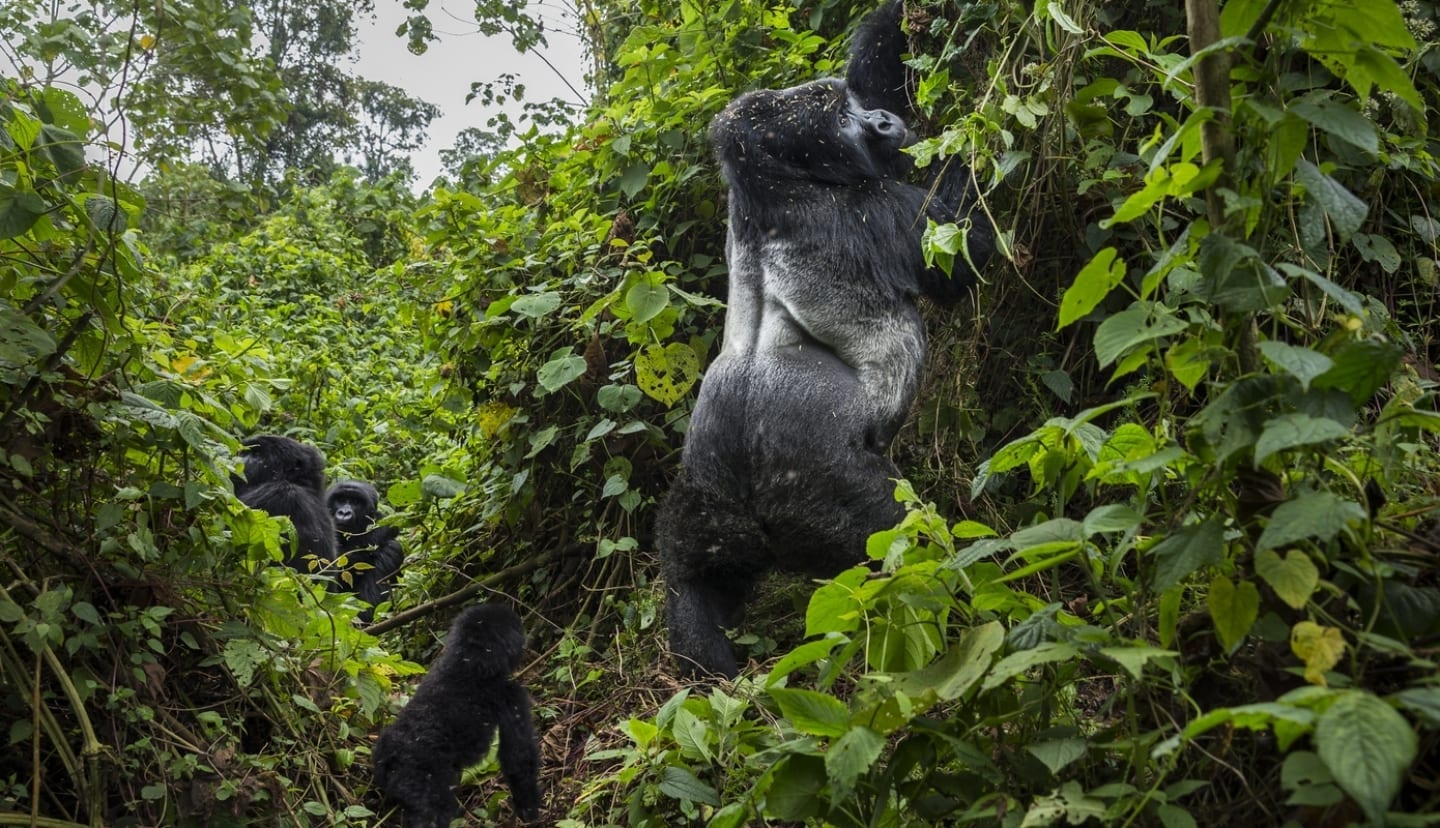 Ultimate African Summer Bucket List