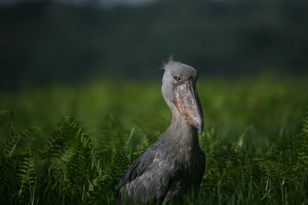 Birds of Uganda