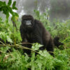 Budget Gorilla Trekking
