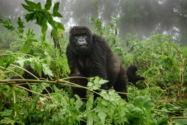 Budget Gorilla Trekking