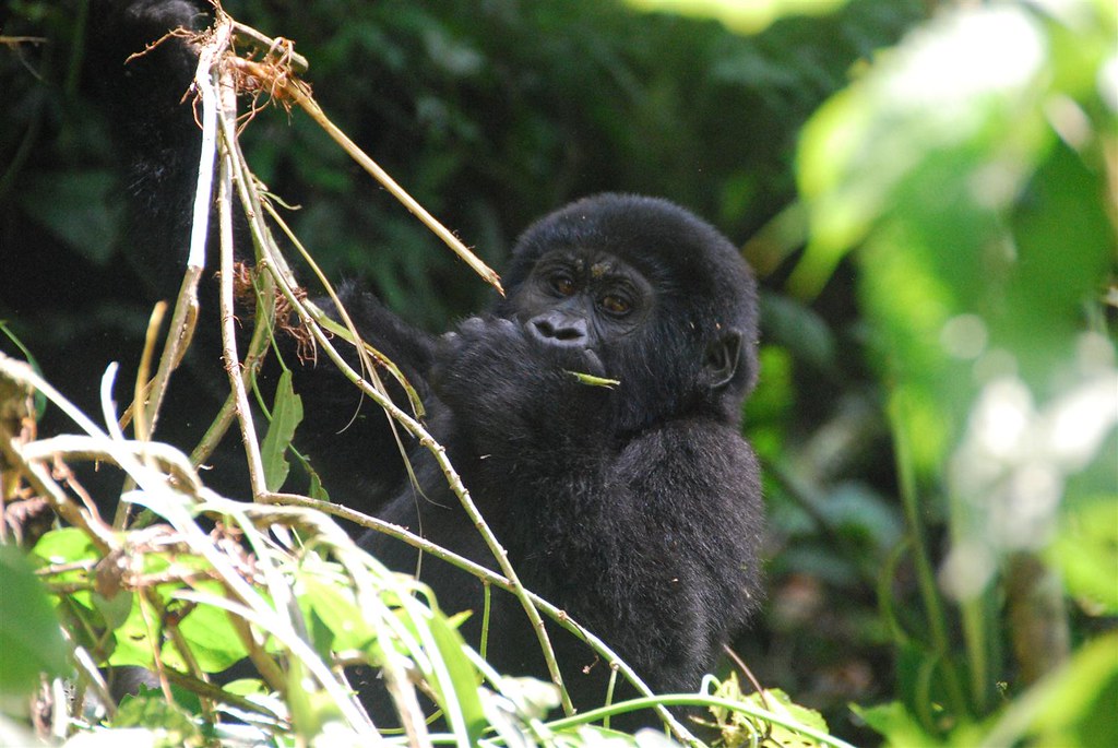 Bwindi Forest Gorilla Trekking
