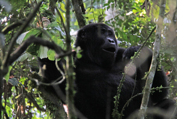 Bwindi Forest Gorilla Trekking 2