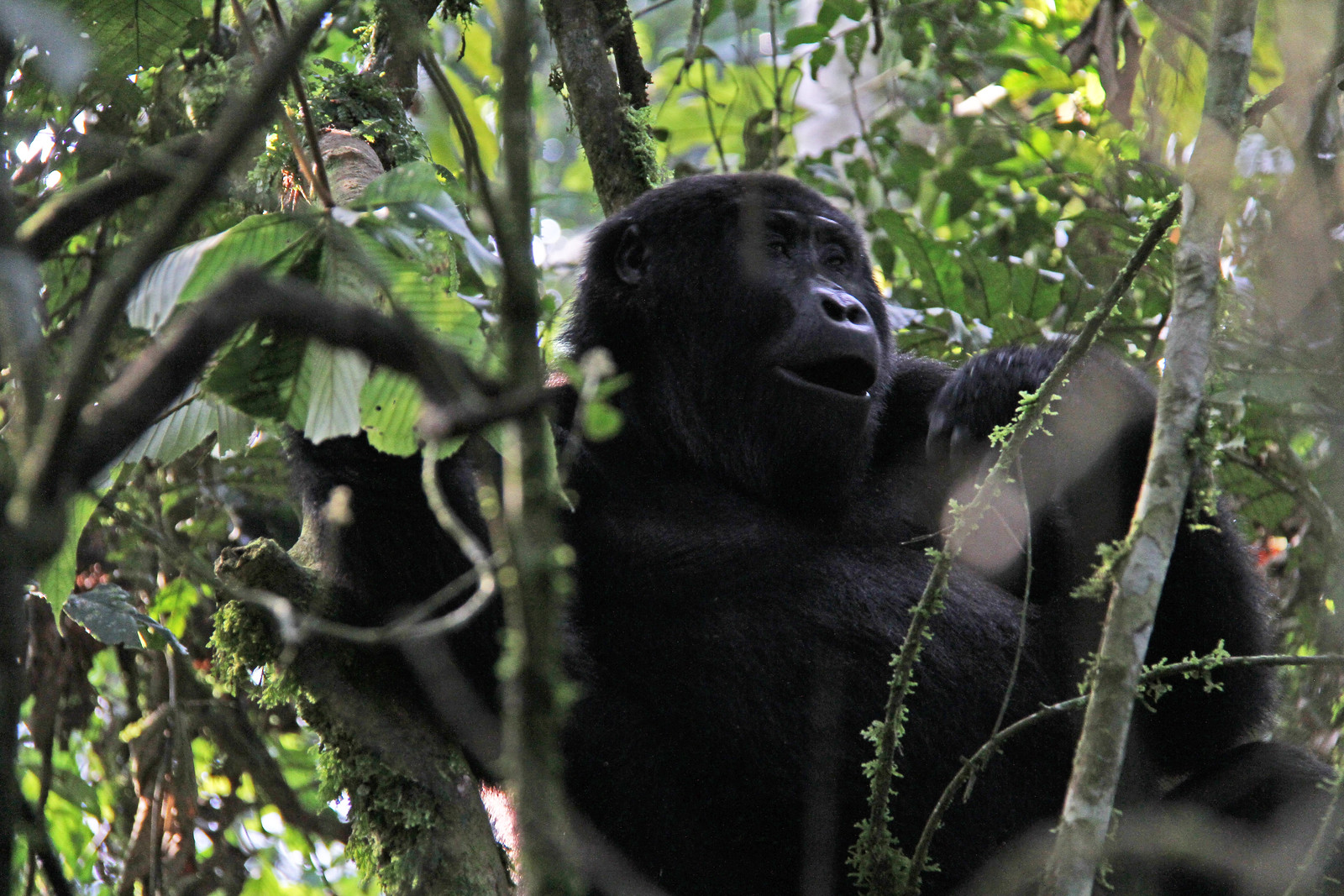 Bwindi Forest Gorilla Trekking: An Unforgettable Journey