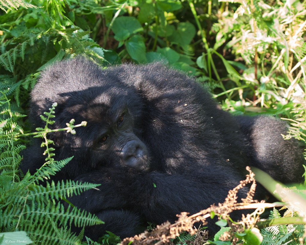 Bwindi Forest Gorilla Trekking