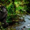 Can Gorillas Swim