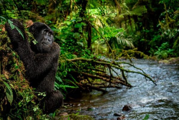 Can Gorillas Swim