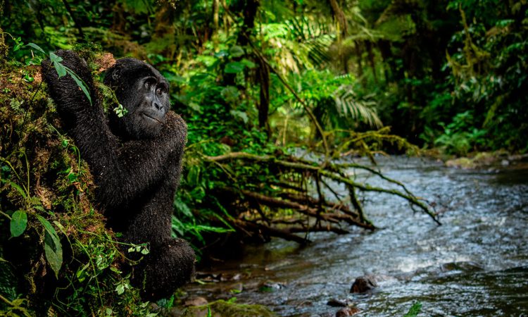 Can Gorillas Swim