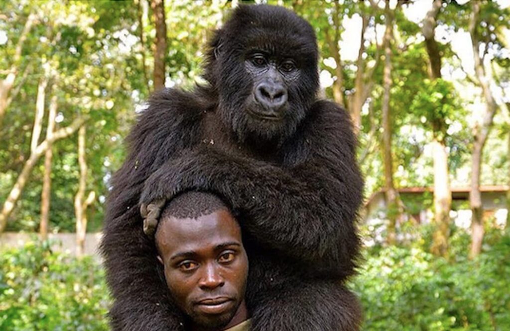 Can I Touch a Mountain Gorilla