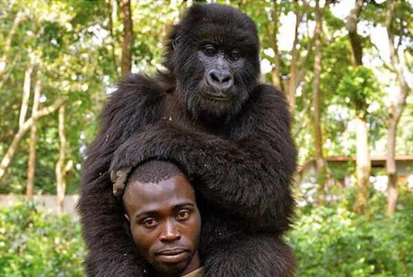 Can I Touch a Mountain Gorilla