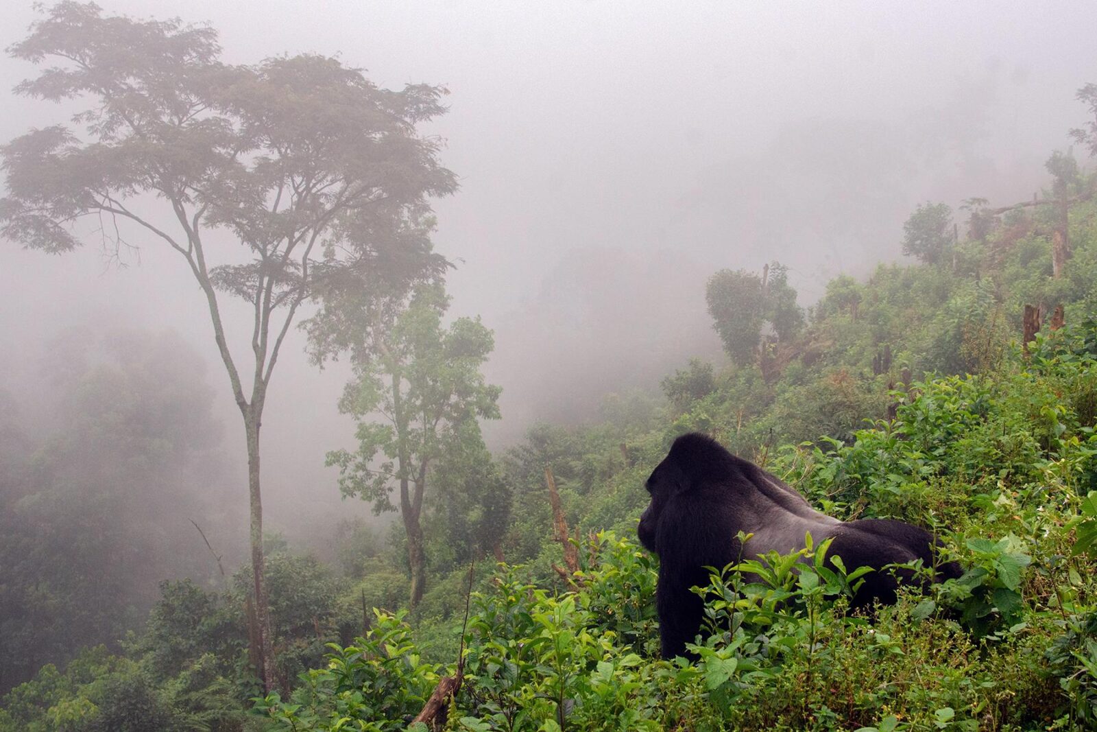 Can You Do Gorilla Trekking Without Speaking English?
