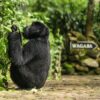 Do Gorillas Visit Lodges