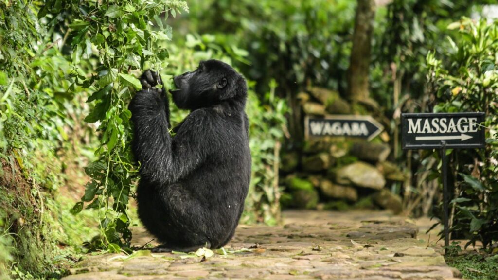 Do Gorillas Visit Lodges