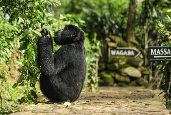 Do Gorillas Visit Lodges