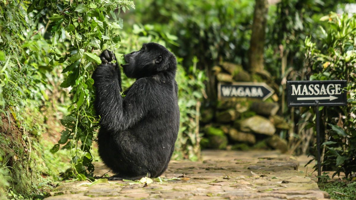 Do Gorillas Visit Lodges?