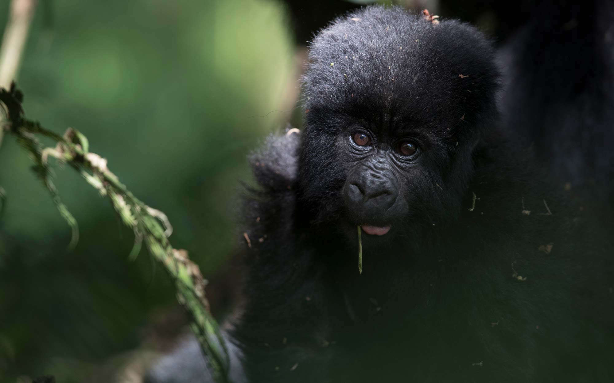 Gorilla & Chimpanzee Trekking in Uganda