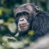 Gorilla & Chimpanzee Trekking in Uganda