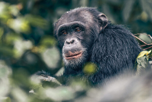 Gorilla & Chimpanzee Trekking in Uganda