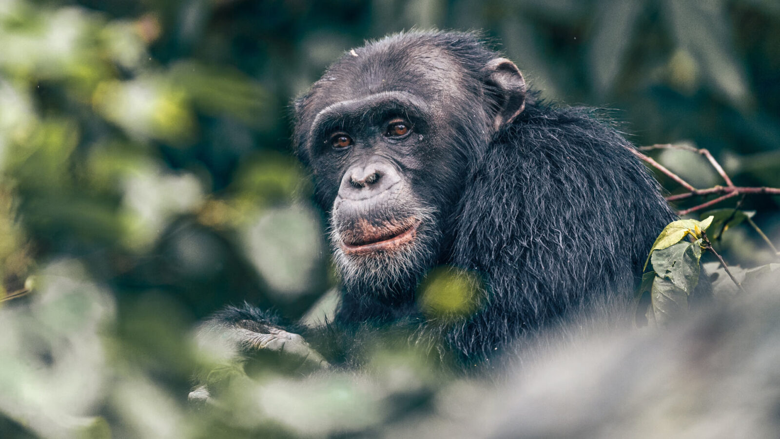 Gorilla & Chimpanzee Trekking in Uganda