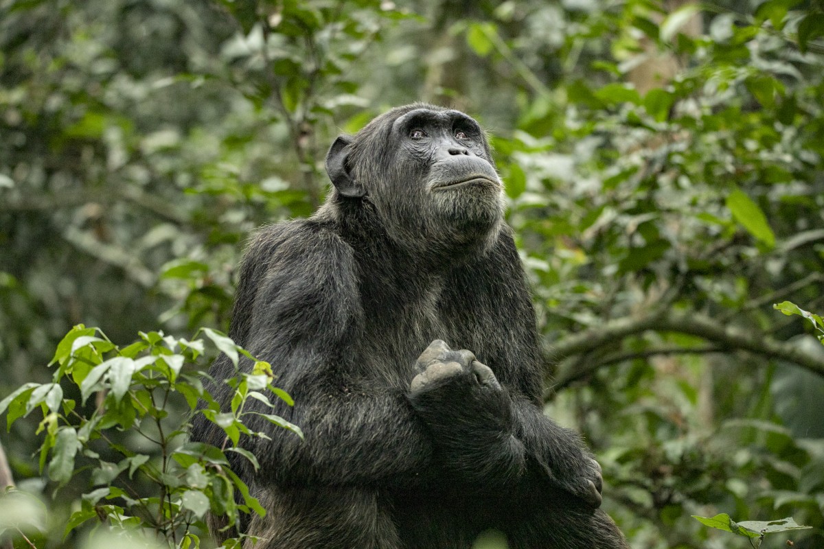 Gorilla & Chimpanzee Trekking in Uganda