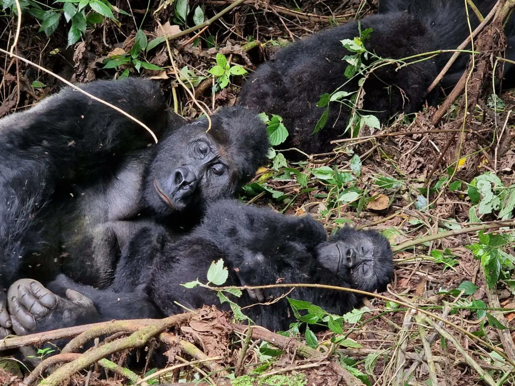 Gorilla Trekking Eligibility