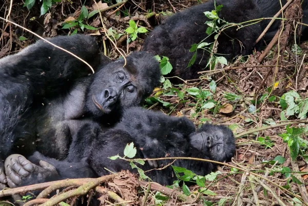Gorilla Trekking Eligibility