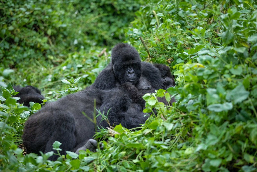 Gorilla Trekking In Uganda
